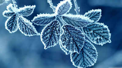 زمستان + والپیپر + hd + برگ یخ زده