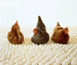 تولید ، نگهداری و بهداشت تخم های جوجه کشی 