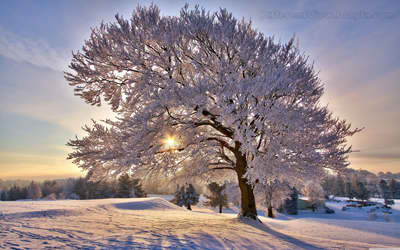 hd + والپیپیر + طبیعت + زمستان + عکس باکیکفیت + روز آفتابی در زمستان 