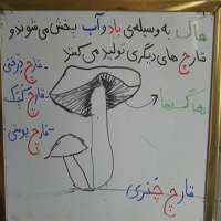قارچ
