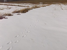 ردپای حیوانات