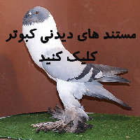 مستند های دیدنی کبوتر