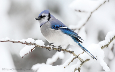 hd + والپیپیر + طبیعت + زمستان + عکس باکیکفیت + عکس پرنده + گنجشک در روز زمستانی + bird + winter 