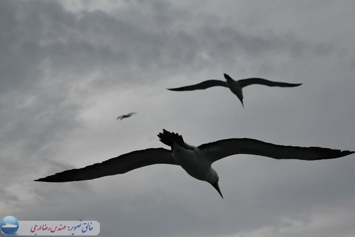 مرغ های دریایی بر فراز آسمان زیبای دریا