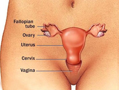 http://s3.picofile.com/file/7704600000/andam_amizeshi_zan_female_reproductive_organ.jpg