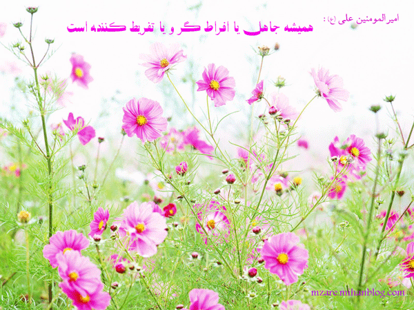 ساری گاهنوشتهای محمود زارع