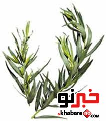 گیاه مرزه رفع کننده سرفه 1