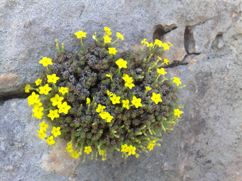 http://s3.picofile.com/file/7730621284/20130125425.gif