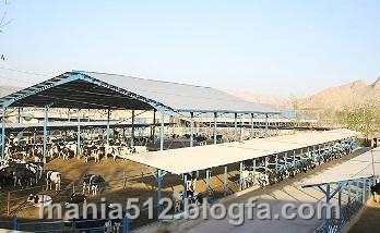 http://s3.picofile.com/file/7936220321/%D9%BE%D8%B1%D9%88%D8%B1%D8%B4_%DA%AF%D8%A7%D9%88.jpg