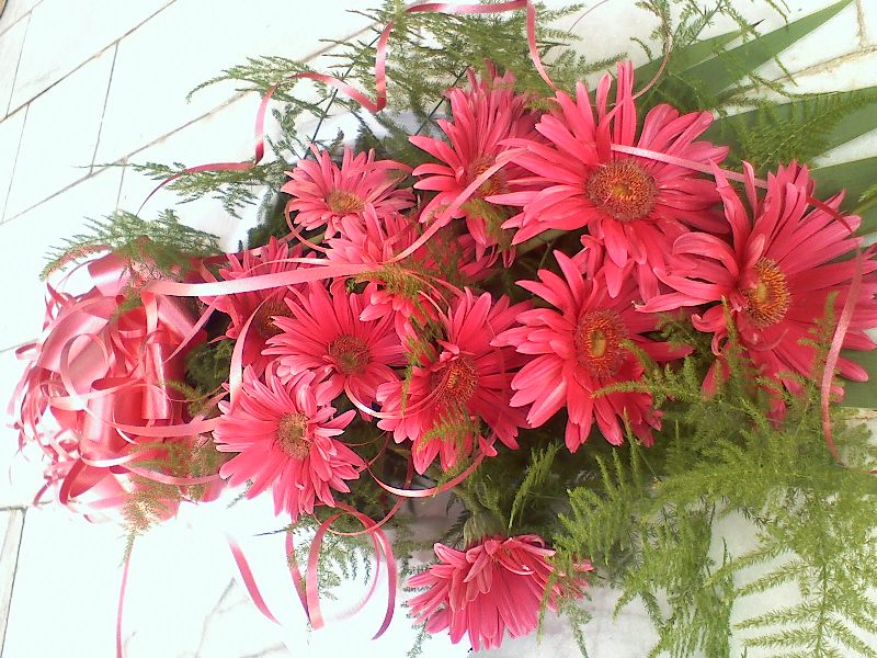 [تصویر: gerbera_jamesoni.jpg]