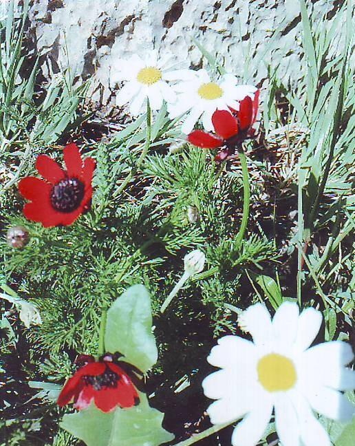 http://s3.picofile.com/file/7940150214/dahkade.jpg