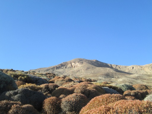 پوشش گیاهی انبوه گون از ویژه گی های مشخص دامنه شاه جهان است.