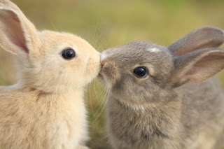 funny_animals_kiss