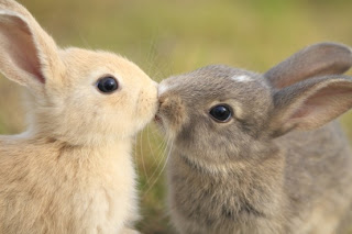 fuy_animals_kiss