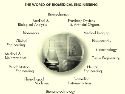 The World of Biomedical Engineering