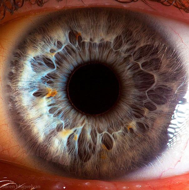 چشم انسان در زیر میکروسکوپ