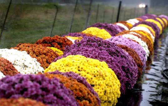 Homelife Plant Guide Chrysanthemums