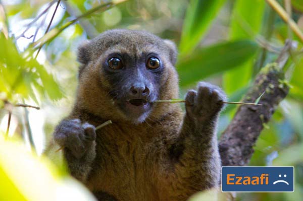 Greater_Bamboo_Lemur