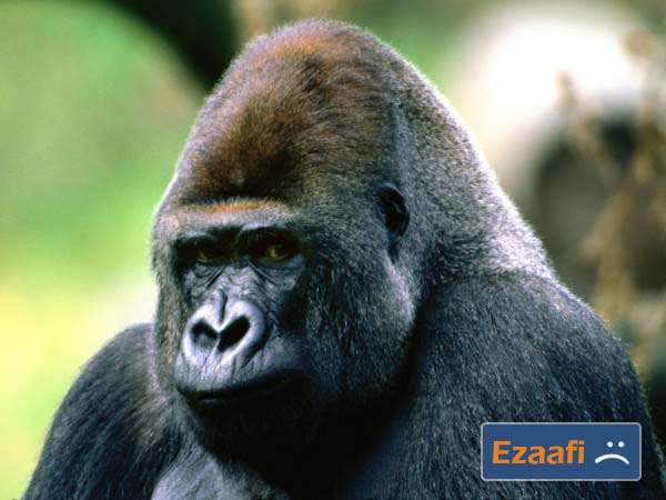 Western_Lowland_Gorilla