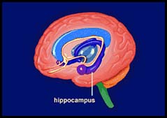 Hipocomp