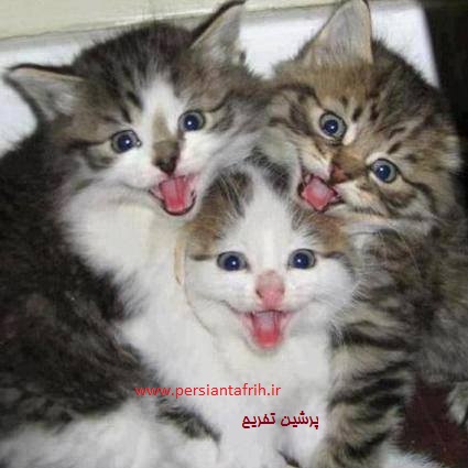 قیافه پسرا وقتی ساپورت پای دخترا میبینن + عکس