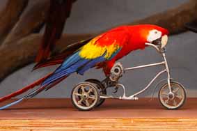 طوطی دوچرخه سوار