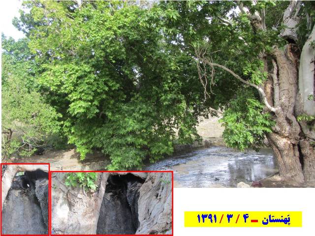 چنار پهنستان