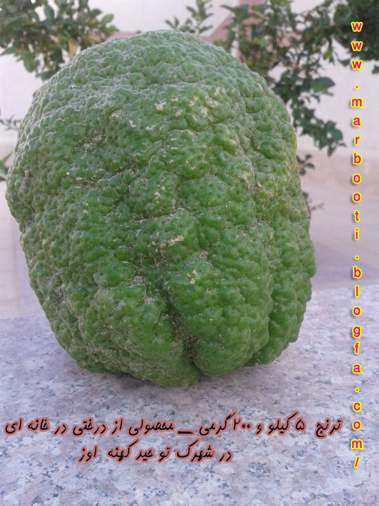 http://s3.picofile.com/file/7990761933/Itoranj0011.jpg