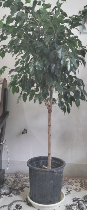 تصویر پرسش و پاسخ گیاه