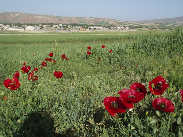 تصاویری از طبیعت زیبای شهرکرسف