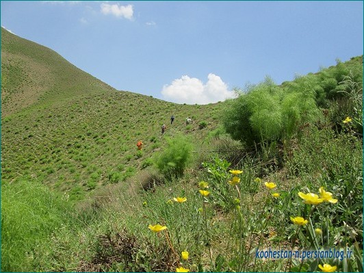حدود 1.5 ساعت مانده به قله یالی که روی آن قرار گرفته بودیم پوشیده از سبزه و گل های زیبای رنگارنگ بود