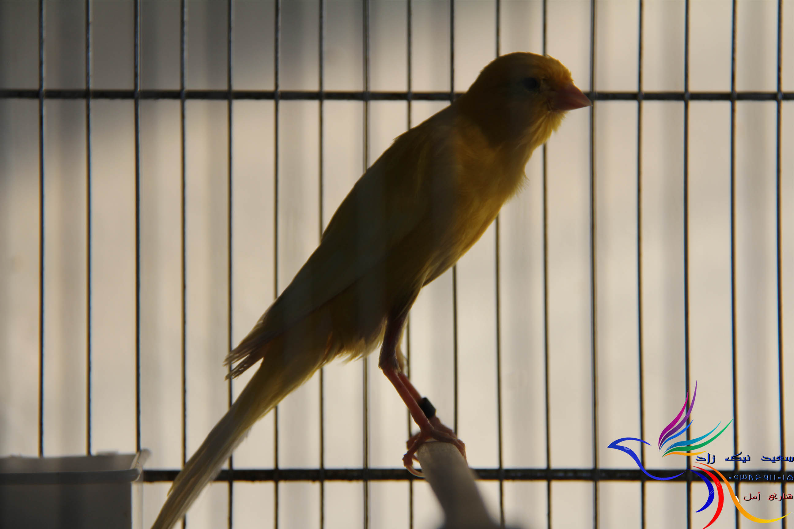 قناری سعید نیک زاد - saeed nikzad canary قناری سعید نیک زاد - saeed nikzad canary