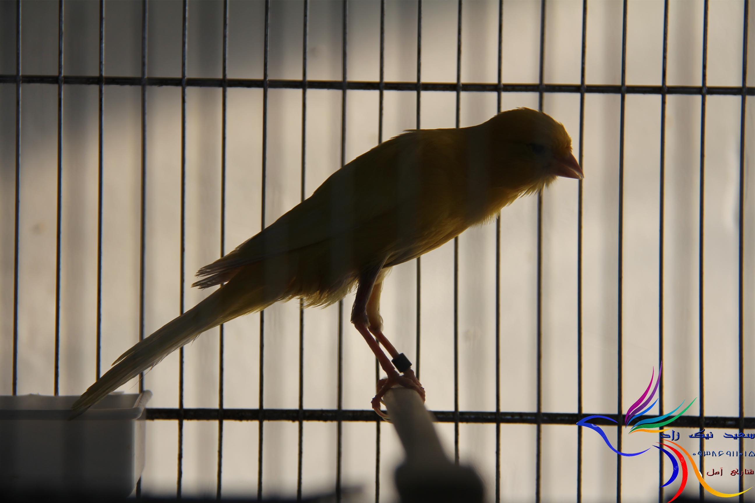 قناری سعید نیک زاد - saeed nikzad canary قناری سعید نیک زاد - saeed nikzad canary