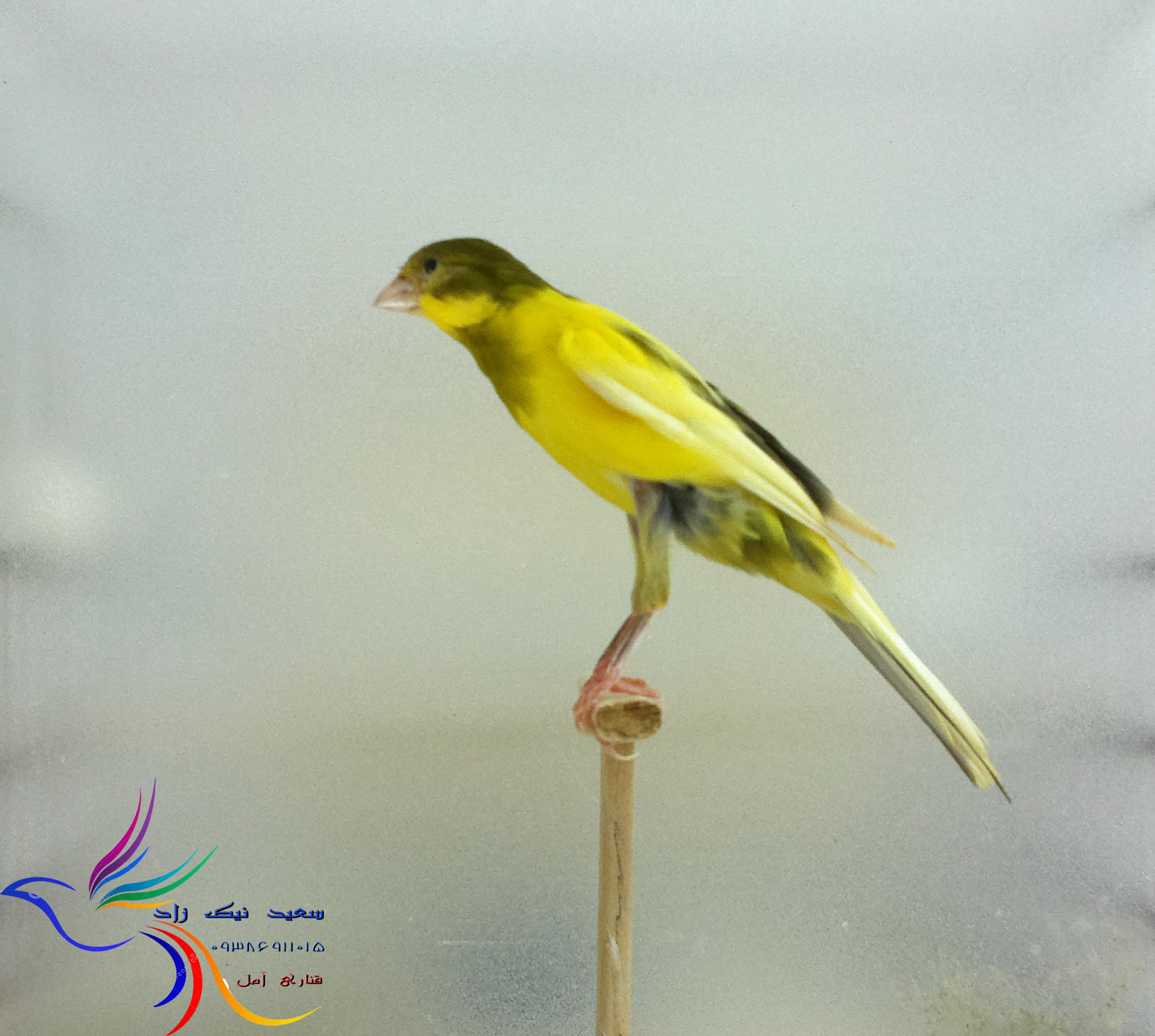 قناری سعید نیک زاد - saeed nikzad canary قناری سعید نیک زاد - saeed nikzad canary