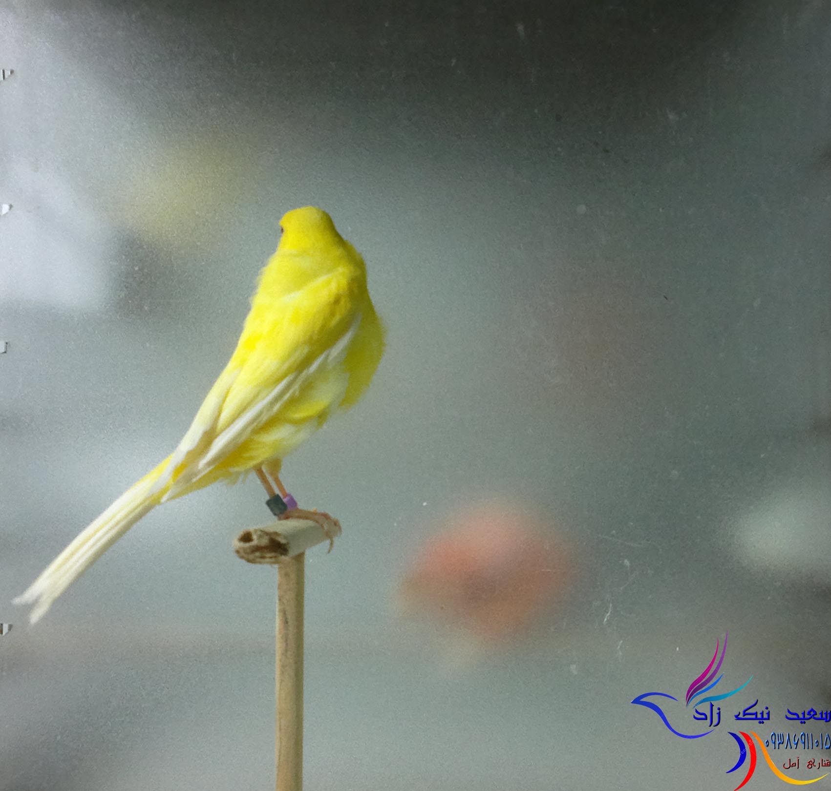 قناری سعید نیک زاد - saeed nikzad canary قناری سعید نیک زاد - saeed nikzad canary