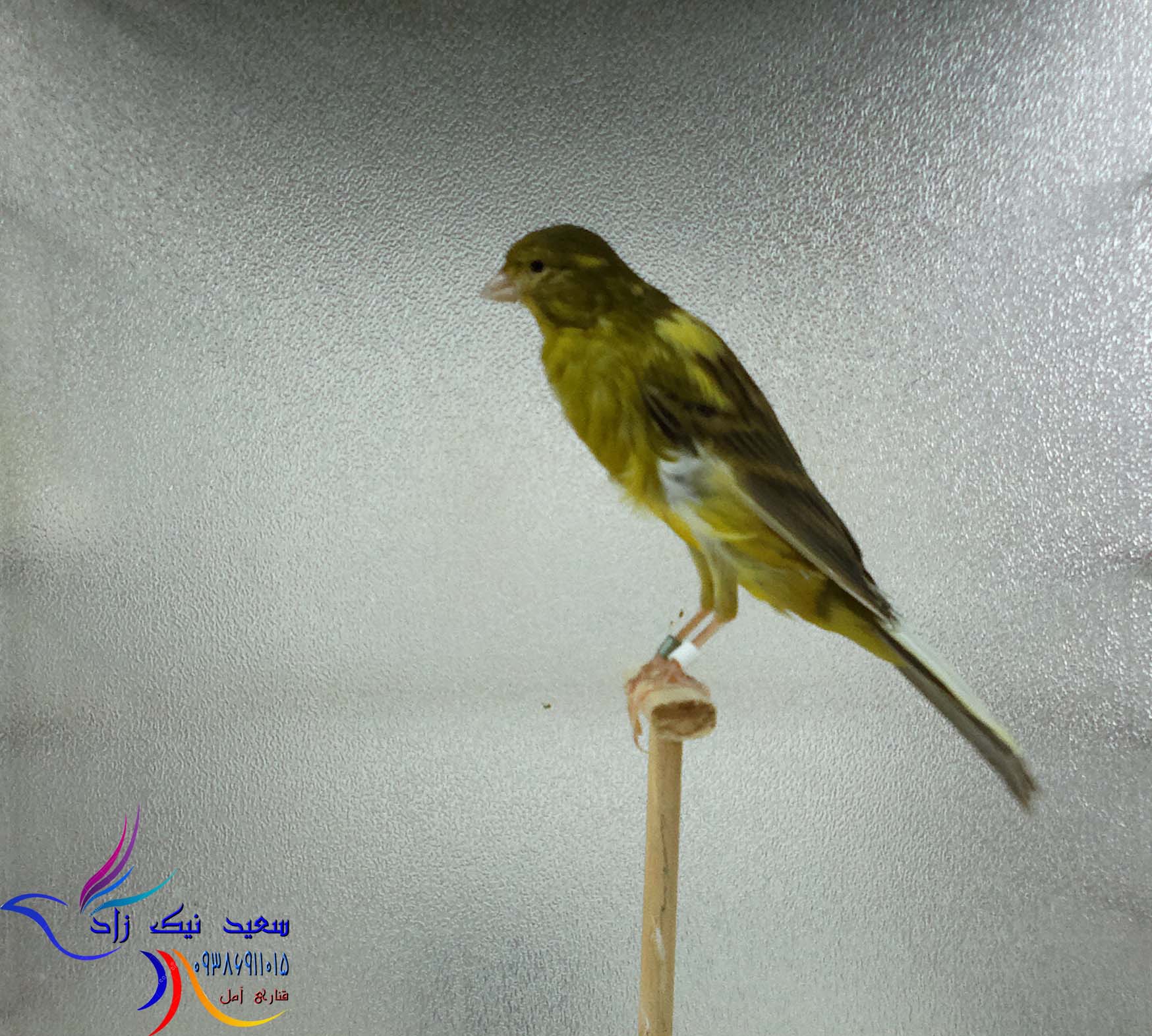 قناری سعید نیک زاد - saeed nikzad canary قناری سعید نیک زاد - saeed nikzad canary
