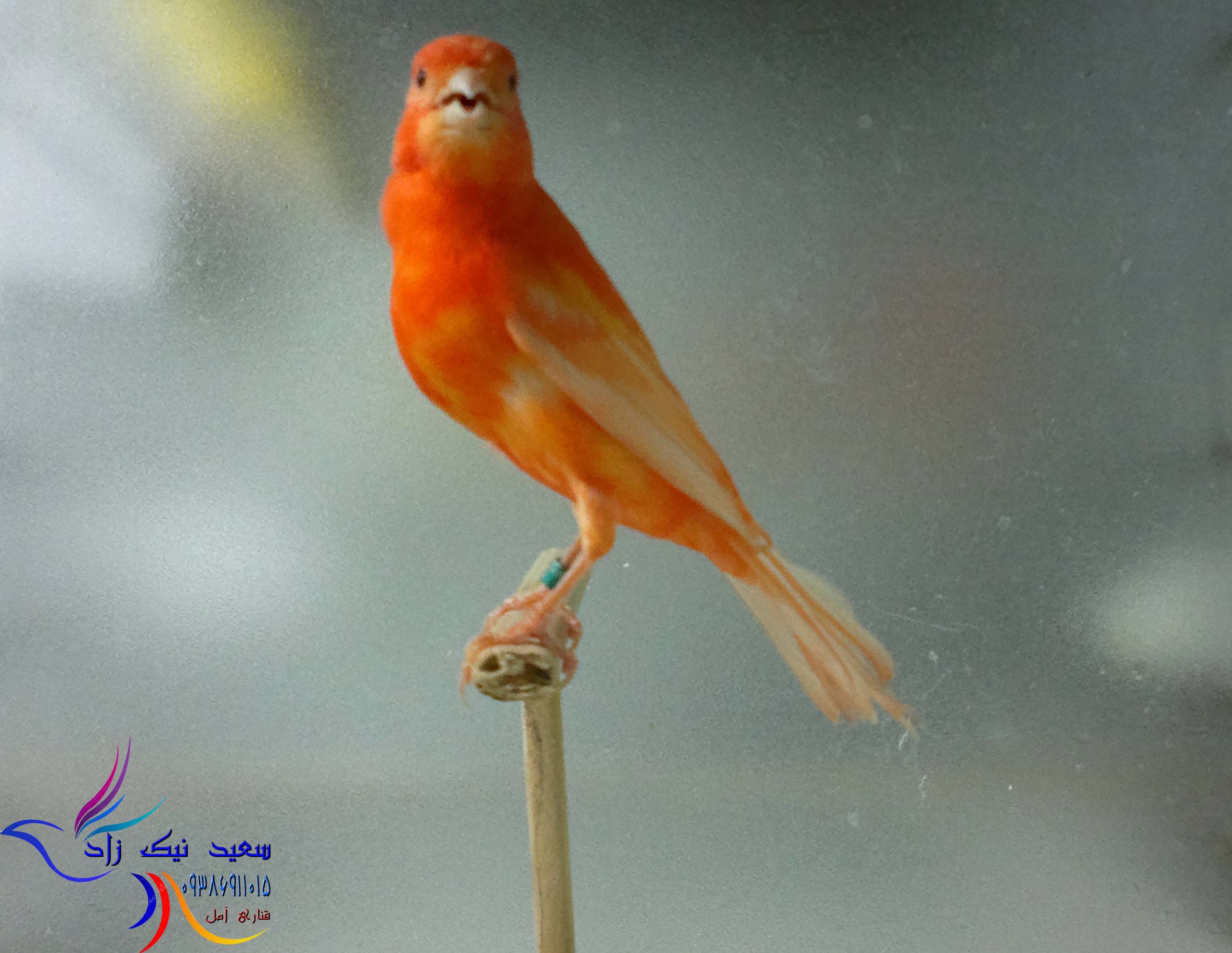 قناری سعید نیک زاد - saeed nikzad canary قناری سعید نیک زاد - saeed nikzad canary