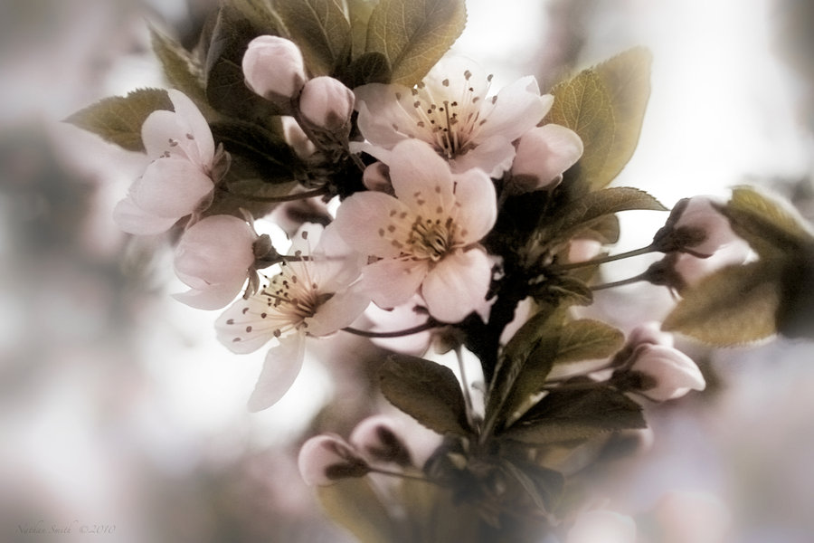 شکوفه های گیلاس