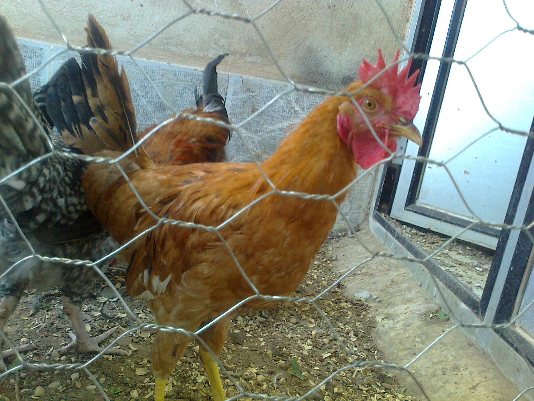 خروس حنایی