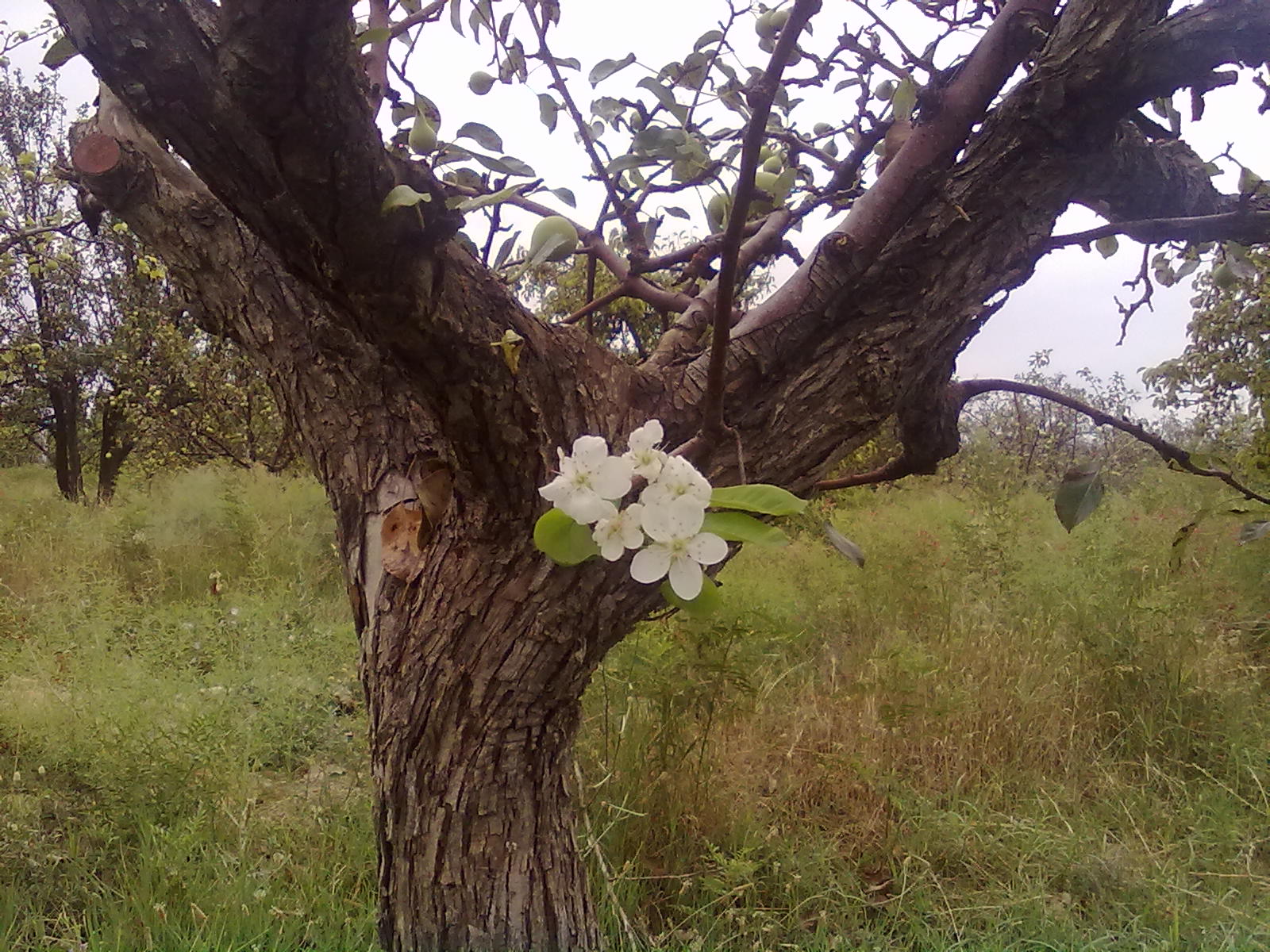 درخت گلابی فصل تابستان شکوفه میدهد