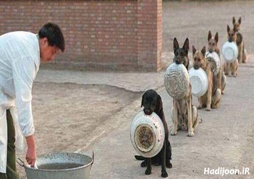 عکس جالبی از سگ ها در صف غذا