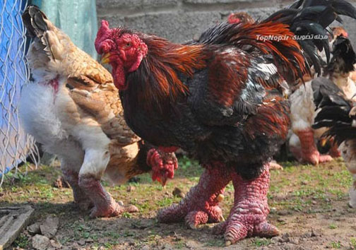مرغ پاگنده