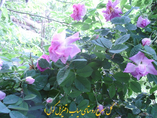 گل محمدی میاب