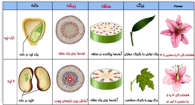 Image result for ‫مقایسه بین گیاهان تک لپه ای و دو لپه ای‬‎
