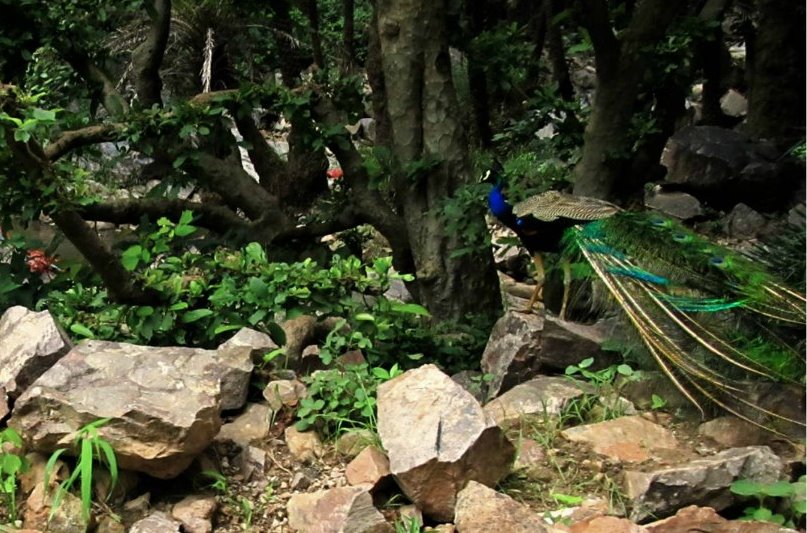 http://s3.picofile.com/file/8198942700/peacock_in_the_forest.jpg