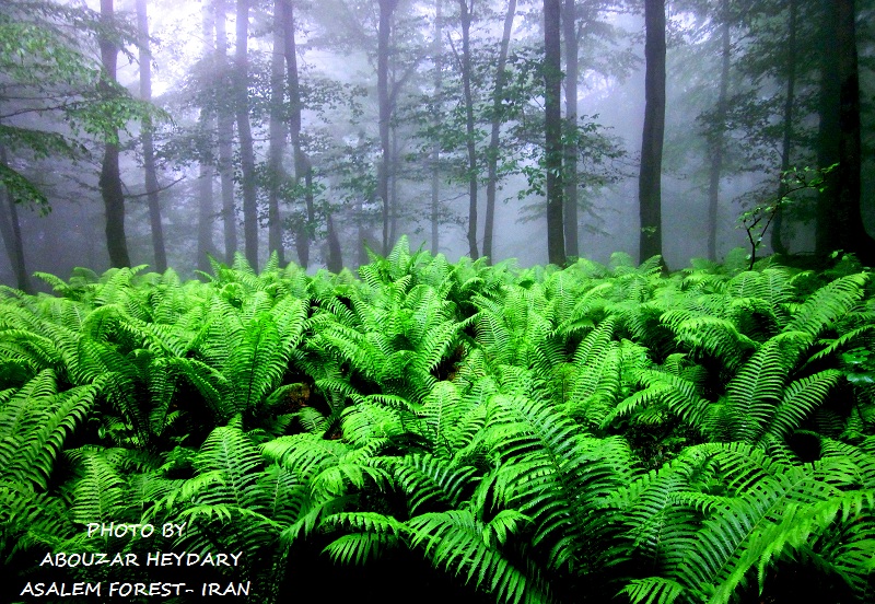 راش راشستان جنگل جنگلداری علوم جنگل