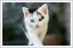 تصاویر با کیفیت از گربه های خوشگل و بامزه