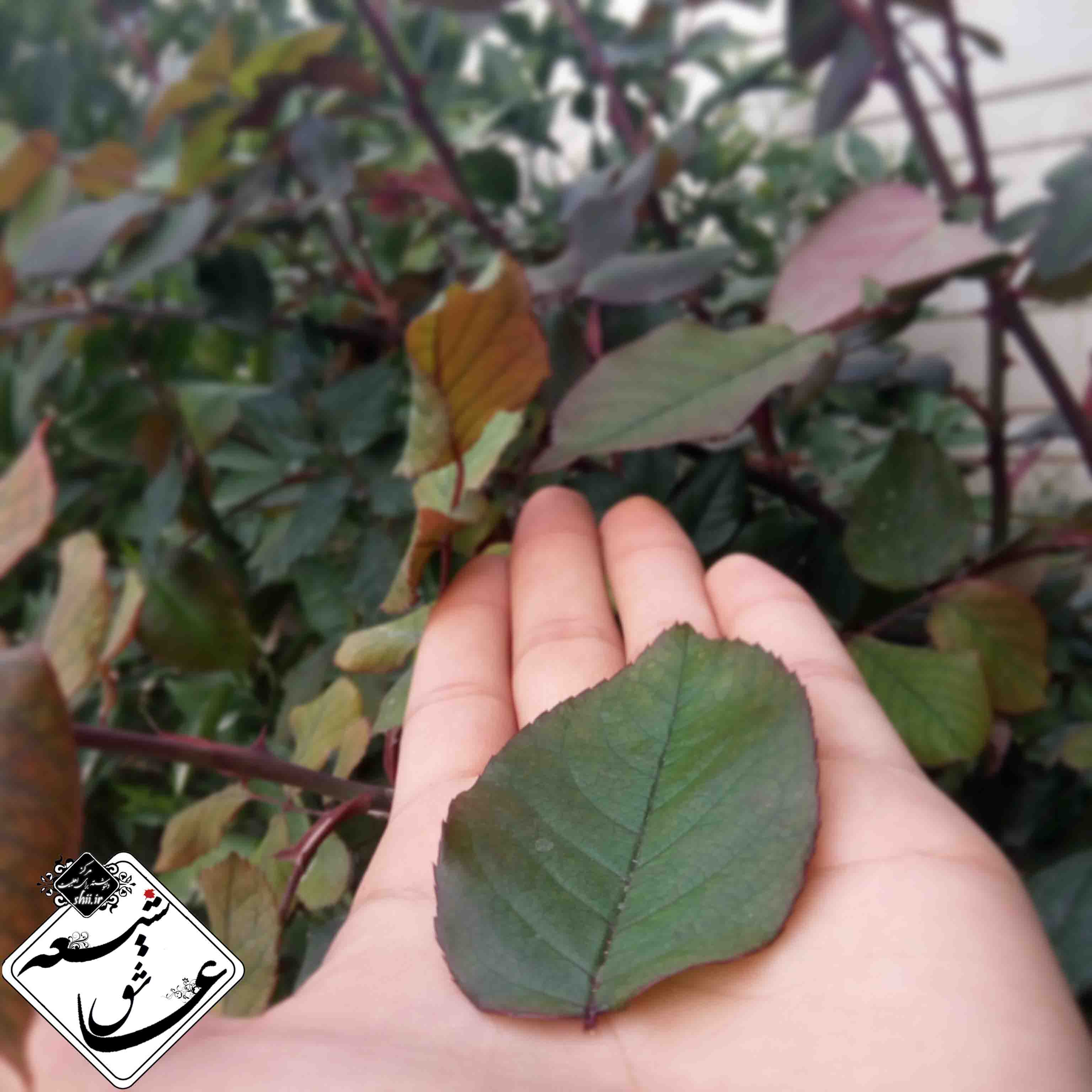 شیعه عاشق،حرف دل،مرکز دلنوشته برای اهلبیت،طراحی لوگو،عکس های با کیفیت،دلنوشته،دلگفته،حرف دل،امام زمان،شیعه