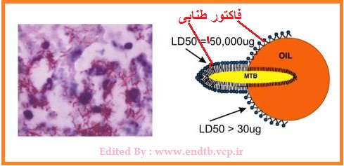 کشف یکی از علت های اصلی بیماری زایی مایکوباکتریوم توبرکلوزیس