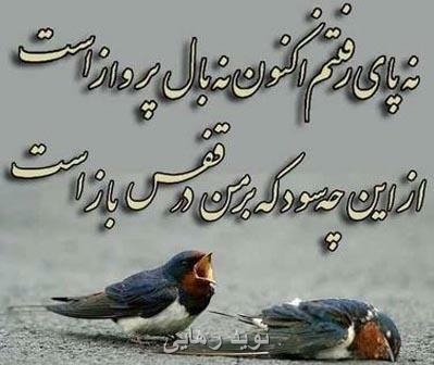 قفس